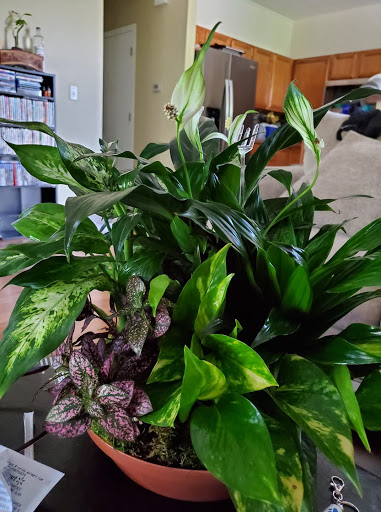 Florist «Chapel Hill Florist», reviews and photos, 2913 IL-120, McHenry, IL 60051, USA