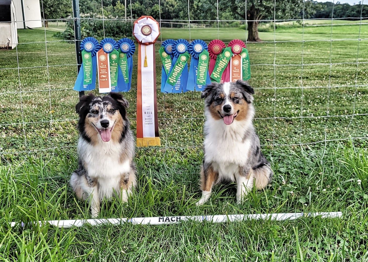 M Squared Dog Training, LLC