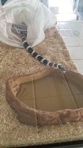 Reptile Store «Jurassic Pet Supplies», reviews and photos, 695 W Holt Ave #104, Pomona, CA 91768, USA