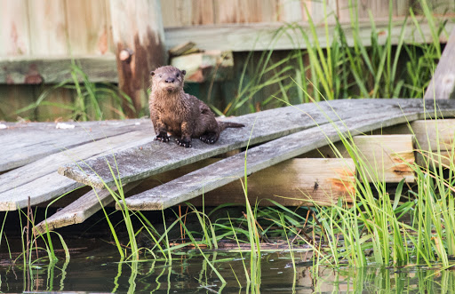 Fishing Charter «Carolina Guide Service - Fishing Charters», reviews and photos, 169 Windover Dr, Pawleys Island, SC 29585, USA