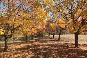 Golden Valley Tree Park image