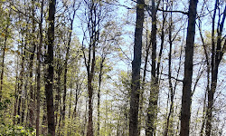 Garbry Big Woods Sanctuary