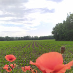 Photo n°2 de l'avis de Leonardo. fait le 07/06/2020 à 15:34 sur le  Birreria La Quadra - Pizzeria Al Faro à Guastalla