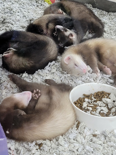 Pet Supply Store «Petco Animal Supplies», reviews and photos, 1215-1309 NJ-33 #1, Hamilton Township, NJ 08690, USA