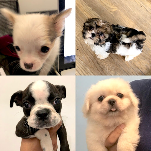 Manhattan Puppies & Kittens