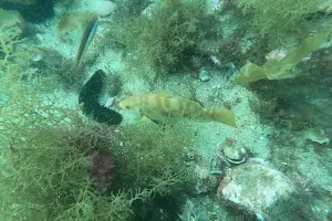 Sesimbra Diving image