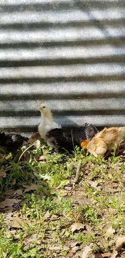 Animal Feed Store «Russell Feed & Supply Decatur», reviews and photos, 1817 US-287, Decatur, TX 76234, USA