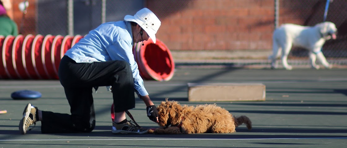 Lomita Obedience Training Club by null