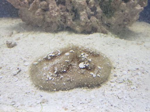 Pet Store «Tanks Pet Supply», reviews and photos, 628 S Main St, Princeton, IL 61356, USA