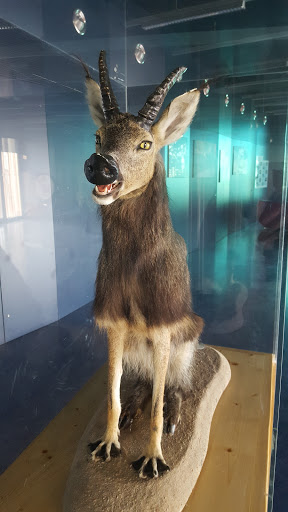 Zoologisches museum Innsbruck