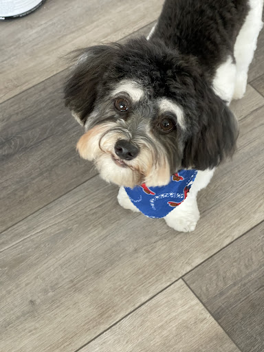 On The Spaw Pet Grooming Salon image