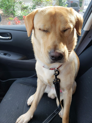 Pet Supply Store «Petco Animal Supplies», reviews and photos, 10383 Reisterstown Rd, Owings Mills, MD 21117, USA