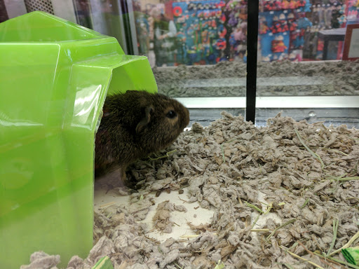 Pet Supply Store «Petco Animal Supplies», reviews and photos, 1309 W Main Rd, Middletown, RI 02842, USA