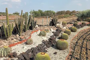 Cactus Garden image