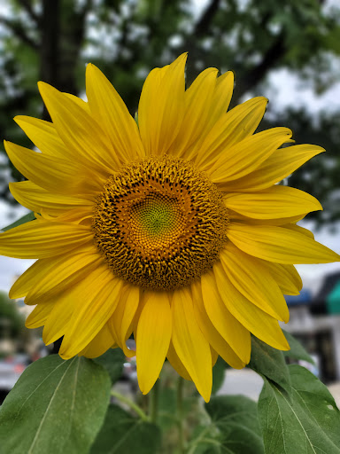 Book Store «Politics & Prose Bookstore», reviews and photos, 5015 Connecticut Ave NW, Washington, DC 20008, USA