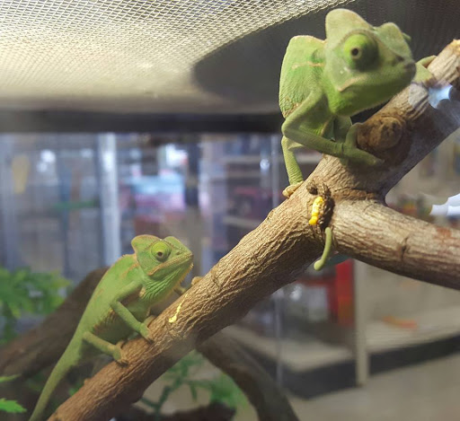 Pet Store «Species Pet Supply», reviews and photos, 1935 W Brandon Blvd, Brandon, FL 33511, USA