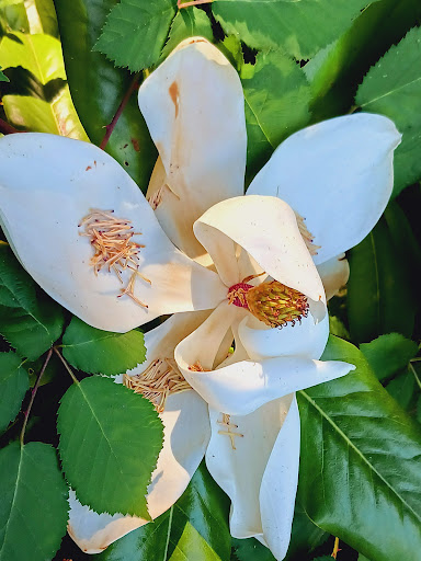 Park «Viretta Park», reviews and photos, 151 Lake Washington Blvd E, Seattle, WA 98112, USA