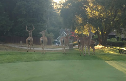 Golf Course «Boulder Creek Golf and Country Club», reviews and photos, Hilton Dr, Boulder Creek, CA 95006, USA