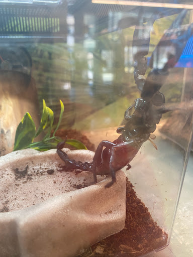 Pet Supply Store «PetSmart», reviews and photos, 128 Bailey Farm Rd, Monroe, NY 10950, USA