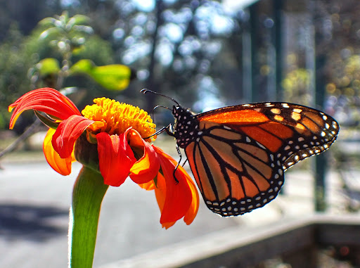 Tourist Attraction «Natural Bridges Monarch Trail», reviews and photos, 2531 W Cliff Dr, Santa Cruz, CA 95060, USA