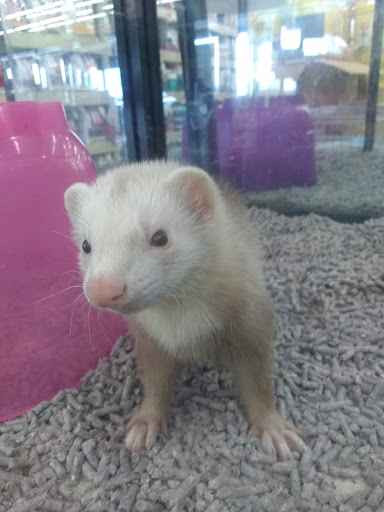 Pet Supply Store «Pet Supplies Plus», reviews and photos, 5555 Youngstown Warren Rd, Niles, OH 44446, USA