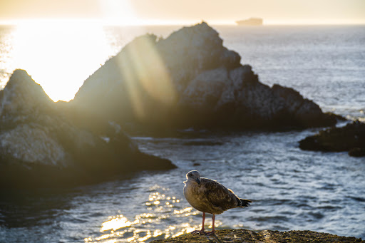 Tourist Attraction «Camera Obscura», reviews and photos, 1096 Point Lobos Ave, San Francisco, CA 94121, USA