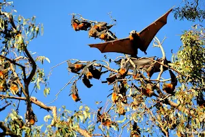 Grey Headed Flying Foxes Camp image