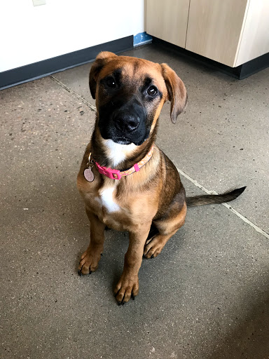 Pet Supply Store «Petco Animal Supplies», reviews and photos, 1265 Sergeant Jon Stiles Dr f, Highlands Ranch, CO 80129, USA