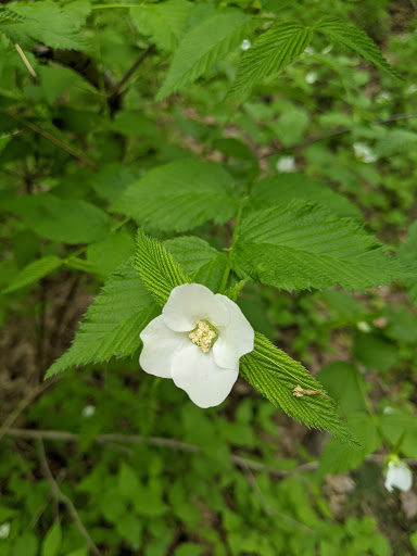 Nature Preserve «Schiff Natural Lands Trust/Schiff Nature Preserve», reviews and photos, 339 Pleasant Valley Rd, Mendham, NJ 07945, USA