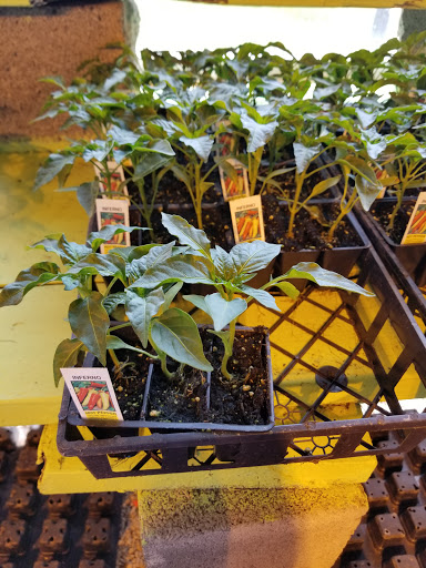 Florist «Lyndhurst Florist», reviews and photos, 5268 Mayfield Rd, Lyndhurst, OH 44124, USA