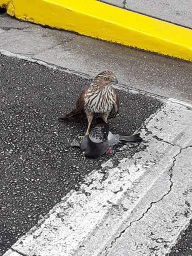 Roller Coaster «Revenge of the Mummy», reviews and photos, 6000 Universal Blvd, Orlando, FL 32819, USA