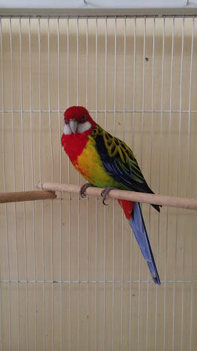 Pet Store «The Amazon Pet Store», reviews and photos, 2936 Del Prado Blvd, Cape Coral, FL 33904, USA