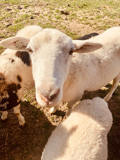 Miniature Golf Course «Christian Way Farm & Mini Golf», reviews and photos, 19590 Linville Rd, Hopkinsville, KY 42240, USA