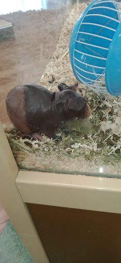 Pet Supply Store «Pet Supermarket», reviews and photos, 800 Sebring Square.., Sebring, FL 33870, USA