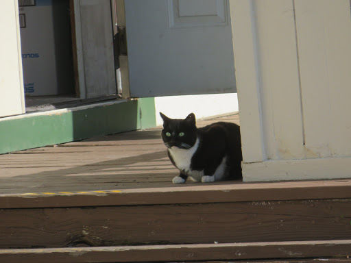 Museum «The Whale Museum», reviews and photos, 62 1st St, Friday Harbor, WA 98250, USA