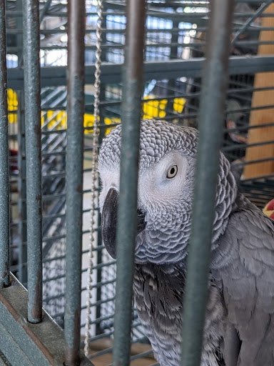 Pet Store «Animal Lovers Pet Shop», reviews and photos, 24028 Vista Montana, Torrance, CA 90505, USA