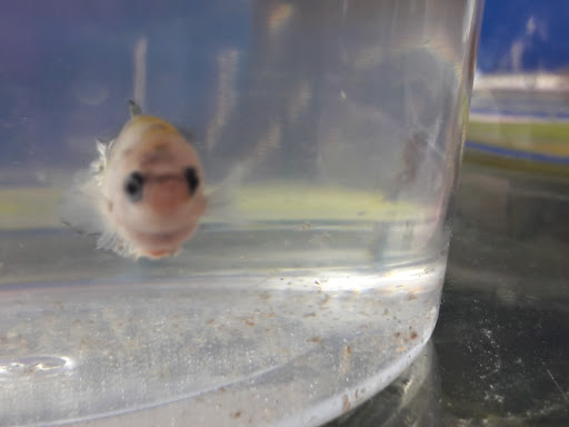 Pet Supply Store «Petco Animal Supplies», reviews and photos, 30697 US Hwy 19 N, Palm Harbor, FL 34684, USA