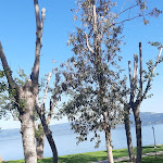 Photo n°1 de l'avis de Luigi.i fait le 09/05/2021 à 18:18 sur le  Camping Parco Del Lago à Anguillara Sabazia