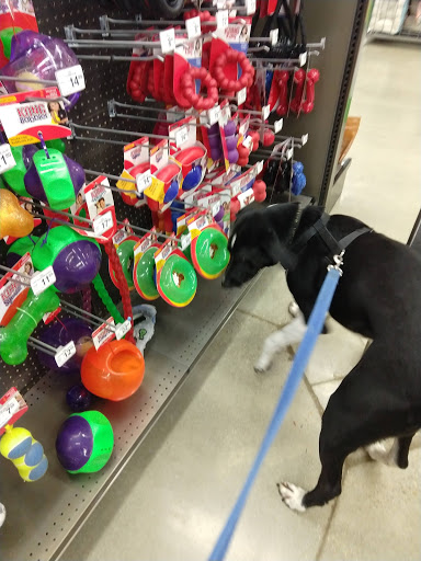 Pet Supply Store «Petco Animal Supplies», reviews and photos, 6720 Fox Centre Pkwy, Gloucester Courthouse, VA 23061, USA