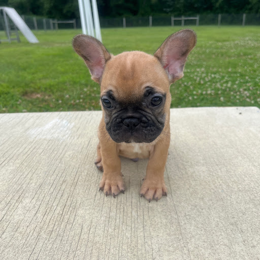 Pet Store «PV Pets», reviews and photos, 233 S Broadway, Pennsville, NJ 08070, USA