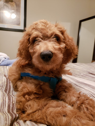 Pet Supply Store «Pet Supplies Plus», reviews and photos, 15311 Manchester Rd, Ballwin, MO 63011, USA