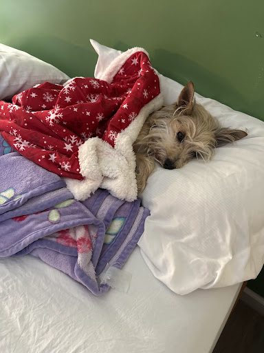 Three Peaks Veterinary image