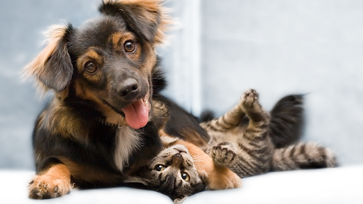 Lake Animal Hospital image