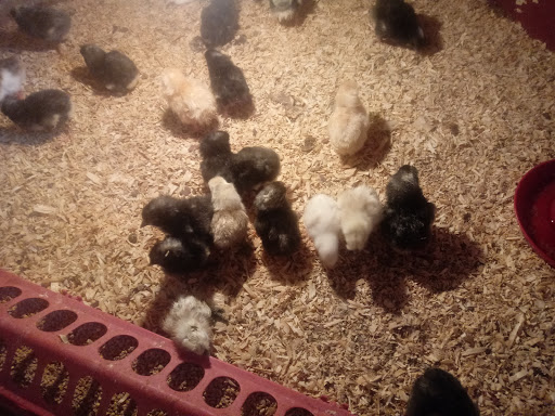 Poultry Farm «R Farm», reviews and photos, 1041 Farm-To-Market 2537, San Antonio, TX 78221, USA