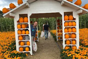 Il Giardino Delle Zucche - Pumpkin Patch image