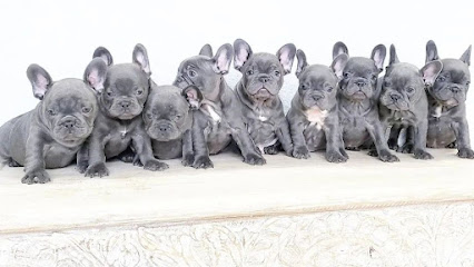 French Bulldog Puppies For Sale/Adoption| divine frenchies home