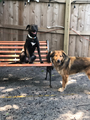 Pet Groomer «Doggie Style Bowtique», reviews and photos, 1713 Westport Rd, Kansas City, MO 64111, USA