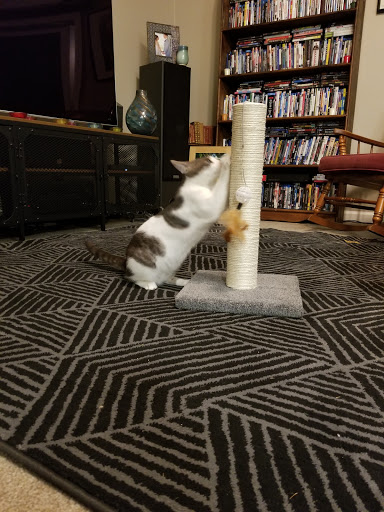 Pet Supply Store «PetSmart», reviews and photos, 10830 Olson Dr, Rancho Cordova, CA 95670, USA