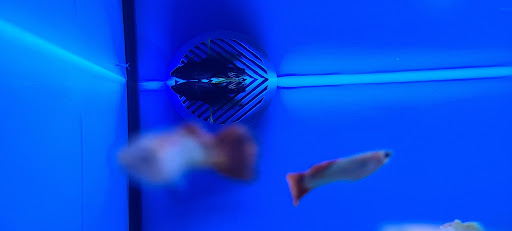 Pet Supply Store «Petco Animal Supplies», reviews and photos, 21348 Kuykendahl Rd, Spring, TX 77379, USA