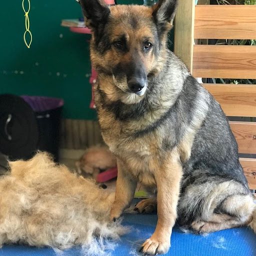 Cursos peluqueria canina Andorra